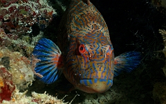 Raja Ampat 2016 - Plectropomus oligacanthus - Merou loche cacatois - IMG_4189_rc_filtered